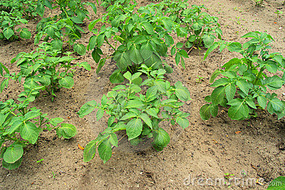 aardappelplant.jpg